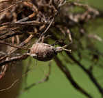 Yellow nutsedge <BR>Chufa